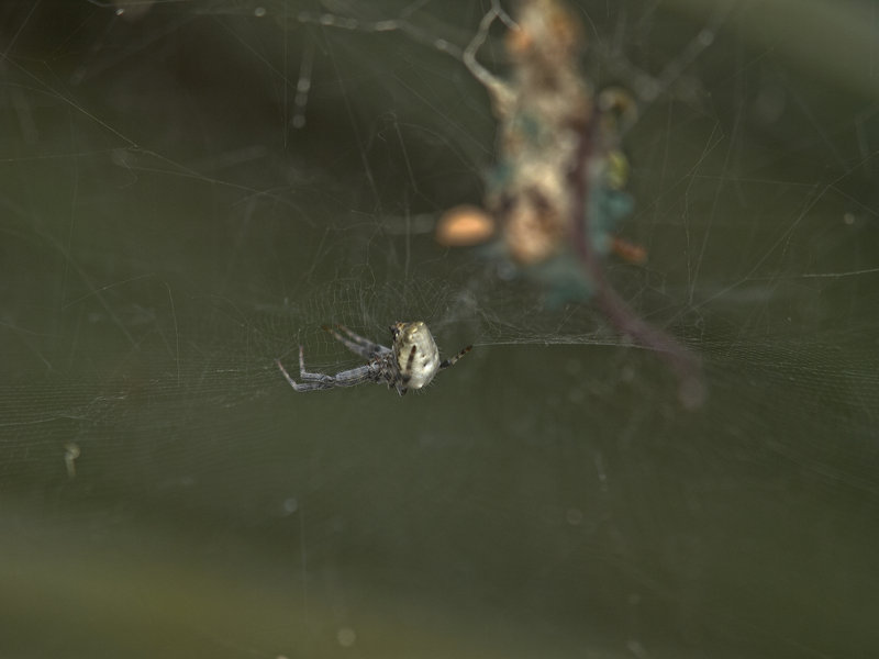Spider, Kangaroo Island